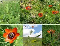 Image result for Adonis aestivalis