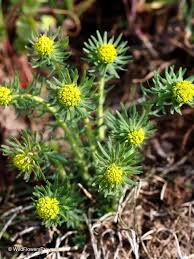 Attēlu rezultāti vaicājumam “Euphorbia cyparissias leaf”