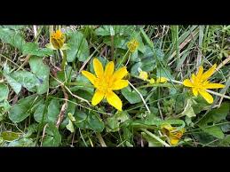 Attēlu rezultāti vaicājumam “Ficaria verna leaf”