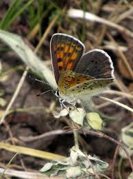 Attēlu rezultāti vaicājumam “Lycaena tityrus underside”