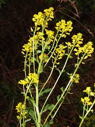 Attēlu rezultāti vaicājumam “Barbarea vulgaris subsp. arcuata flower”