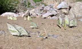 Attēlu rezultāti vaicājumam “Agrodiaetus damon underside”