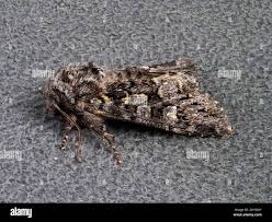 Attēlu rezultāti vaicājumam “Papestra biren”