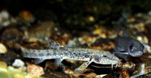 Attēlu rezultāti vaicājumam “Barbatula barbatula”