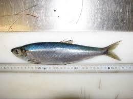 Image result for Clupea harengus