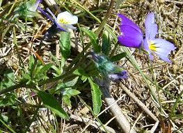 Attēlu rezultāti vaicājumam “Viola tricolor subsp. curtisii flower”