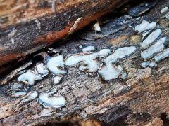 Attēlu rezultāti vaicājumam “Propolis farinosa”