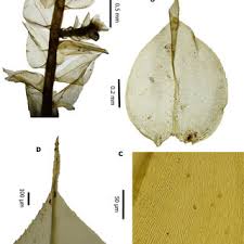Attēlu rezultāti vaicājumam “Scardia boletella exuvia”