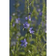 Image result for Campanula americana