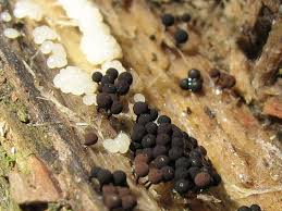 Attēlu rezultāti vaicājumam “Enerthenema papillatum macro”