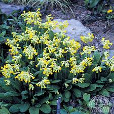 Image result for Primula veris