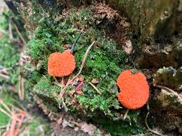 Attēlu rezultāti vaicājumam “Tubifera applanata”