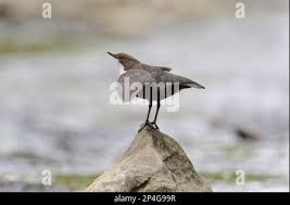 Attēlu rezultāti vaicājumam “Cinclus cinclus adult”