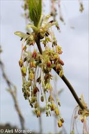 Attēlu rezultāti vaicājumam “Acer negundo female flower”