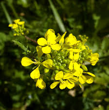 Attēlu rezultāti vaicājumam “Sinapis alba leaf”