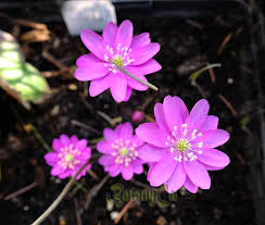 Attēlu rezultāti vaicājumam “Hepatica nobilis”