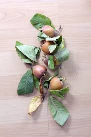 Attēlu rezultāti vaicājumam “Mespilus germanica leaf”