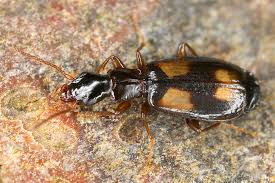 Attēlu rezultāti vaicājumam “Calodromius spilotus”