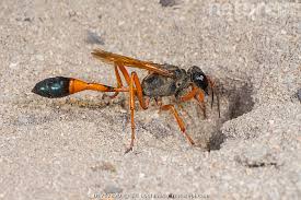 Attēlu rezultāti vaicājumam “Ammophila sp.”