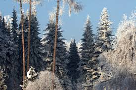 Attēlu rezultāti vaicājumam “Abies sibirica”