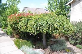 Attēlu rezultāti vaicājumam “Ulmus glabra”