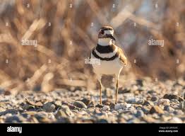 Image result for Charadrius vociferus