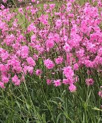 Attēlu rezultāti vaicājumam “Lychnis flos-cuculi fruit”