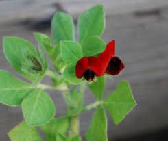 Image result for Lotus tetragonolobus