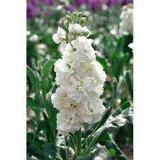 Image result for Levkoje