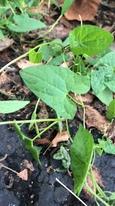 Attēlu rezultāti vaicājumam “Calystegia sepium leaf”