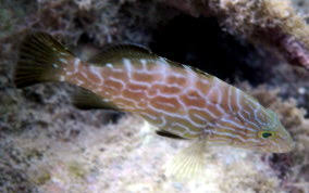 Image result for Mycteroperca bonaci