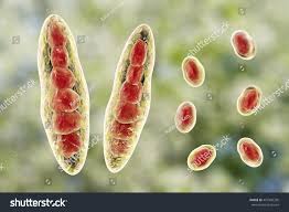 Attēlu rezultāti vaicājumam “Trichia contorta macro”