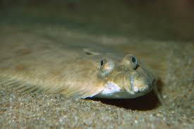 Image result for Pleuronectes platessa