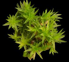 Attēlu rezultāti vaicājumam “Atrichum undulatum”