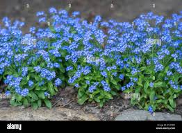 Image result for Myosotis sylvatica