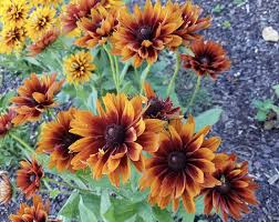 Attēlu rezultāti vaicājumam “Rudbeckia hirta var. hirta flower”