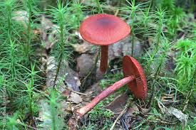 Attēlu rezultāti vaicājumam “Cortinarius sanguineus”