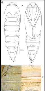 Attēlu rezultāti vaicājumam “pupa”