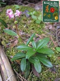 Attēlu rezultāti vaicājumam “Pyrolaceae”