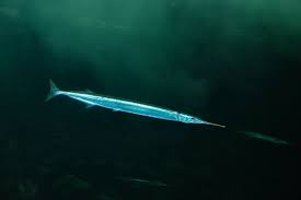 Attēlu rezultāti vaicājumam “Belone belone”