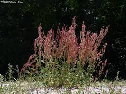 Attēlu rezultāti vaicājumam “Rumex acetosa flower”