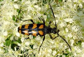 Attēlu rezultāti vaicājumam “Leptura annularis”