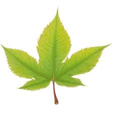 Attēlu rezultāti vaicājumam “Castanea sativa  leaf”