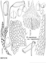 Attēlu rezultāti vaicājumam “Bryum”