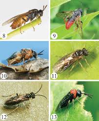Attēlu rezultāti vaicājumam “Argidae”