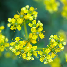 Image result for Ruta graveolens