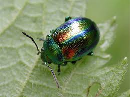 Attēlu rezultāti vaicājumam “Chrysolina fastuosa”