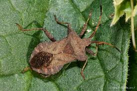 Attēlu rezultāti vaicājumam “Coreus marginatus”