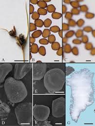 Attēlu rezultāti vaicājumam “Sphacelotheca hydropiperis”
