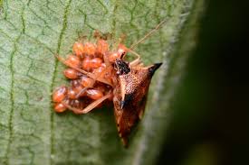 Attēlu rezultāti vaicājumam “Elasmucha ferrugata”